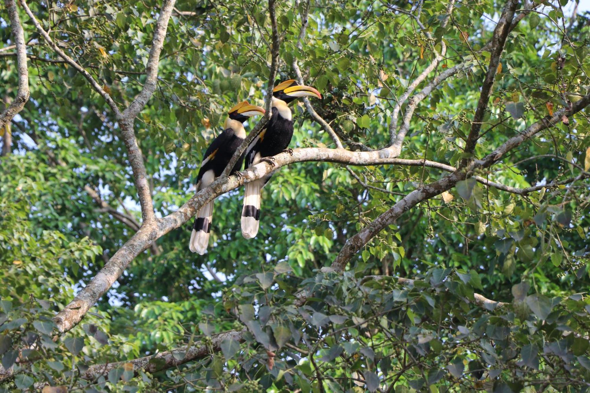 Royale De' Casa Resort Kaziranga Luaran gambar