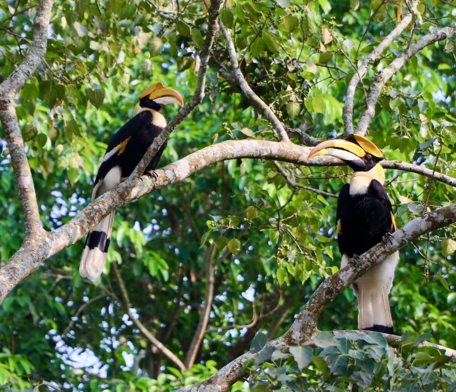Royale De' Casa Resort Kaziranga Luaran gambar