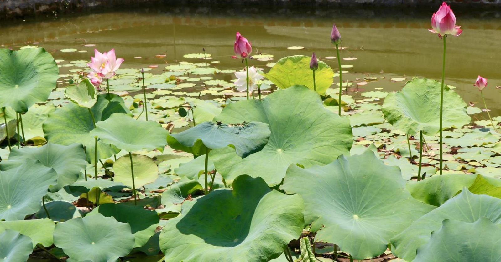 Royale De' Casa Resort Kaziranga Luaran gambar