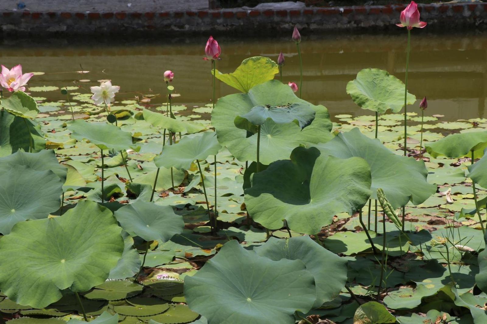 Royale De' Casa Resort Kaziranga Luaran gambar